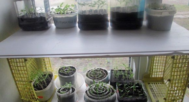 Jak zasadit a pěstovat rajčata v šneku pro sazenice